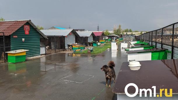 Лапа помощи: омский приют обустраивает участок для бездомных собак