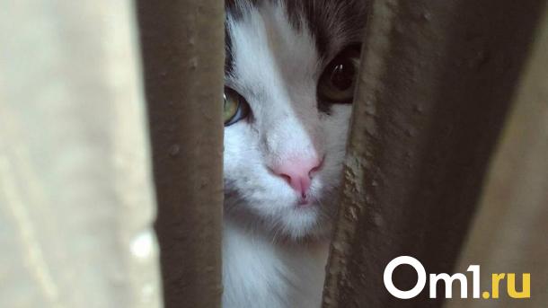 Зачем кот просит открыть дверь, но не выходит? Ветеринар объясняет
