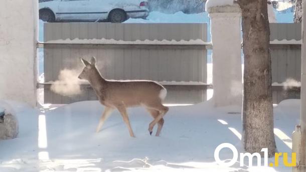 Омич убил косулю на глазах у охотинспектора