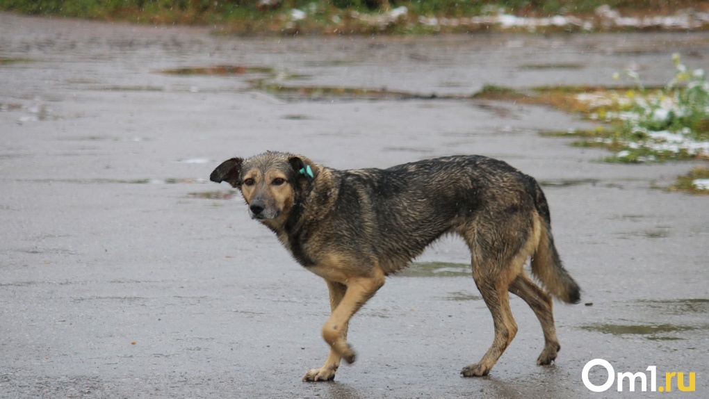 В Омской области женщина украла собаку из будки