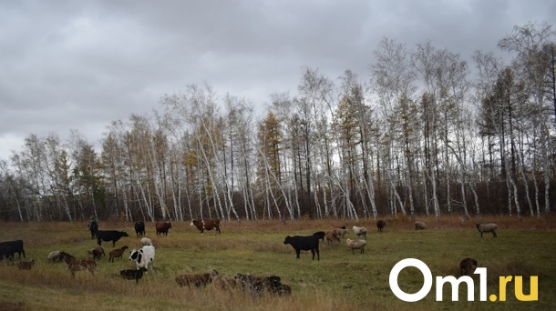 На ферме в Омской области нашли большой и опасный скотомогильник