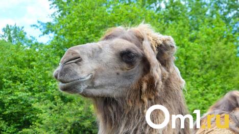 Омич заплевал камеру ядовитой слюной