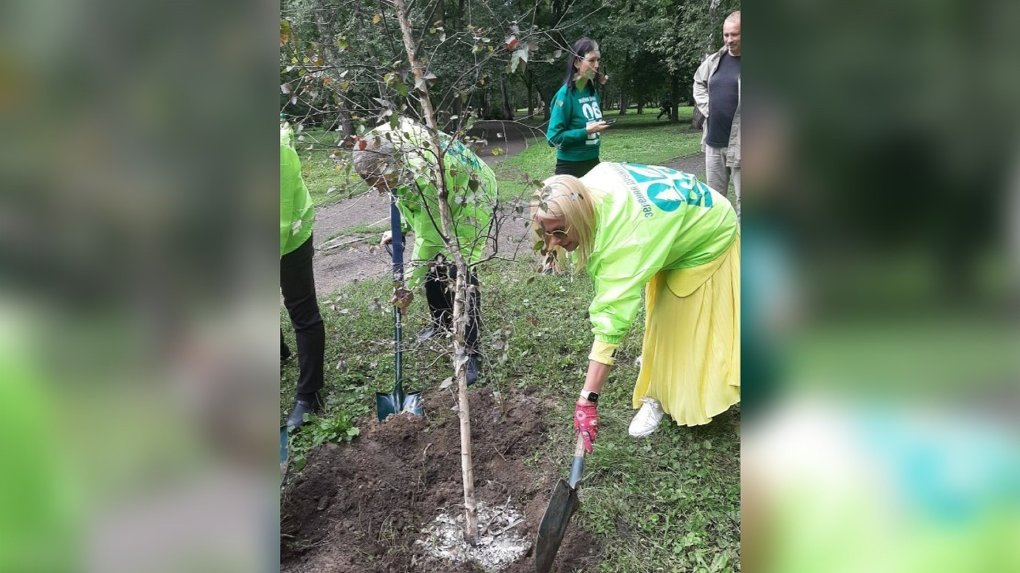 30 пурпурных берёз посадили в парке «Берёзовая роща» в Новосибирске