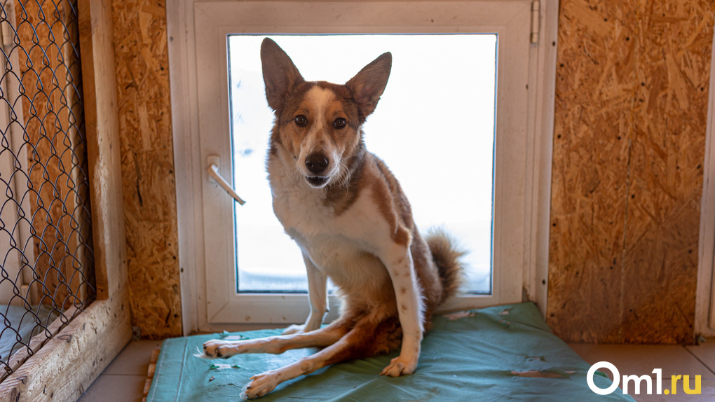 Кошки и собаки тоже плачут: как живут животные-инвалиды в Новосибирске. Трогательный фоторепортаж