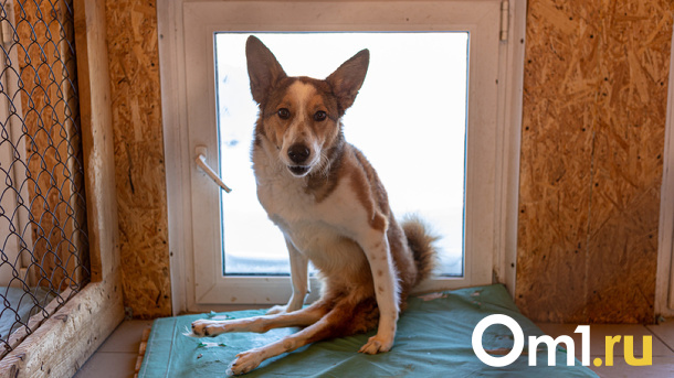 Кошки и собаки тоже плачут: как живут животные-инвалиды в Новосибирске. Трогательный фоторепортаж