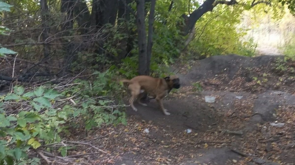 Хозяева привязали собаку к мосту и оставили умирать в Новосибирске