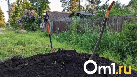 Омский микрорайон оккупировали полчища неприятных насекомых