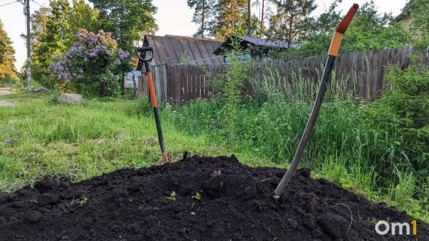Омский микрорайон оккупировали полчища неприятных насекомых