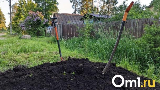 Омский микрорайон оккупировали полчища неприятных насекомых