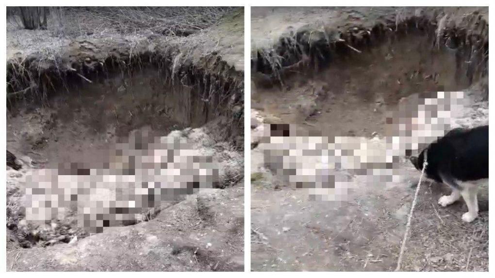 «Вонь невозможная»: крупный скотомогильник обнаружили под Новосибирском