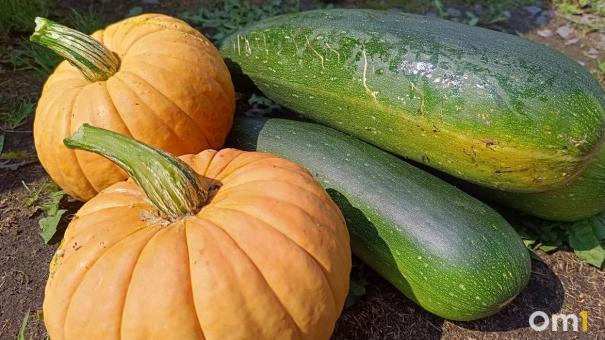 Сохранить лето в банках: простые и вкусные рецепты кабачков на зиму