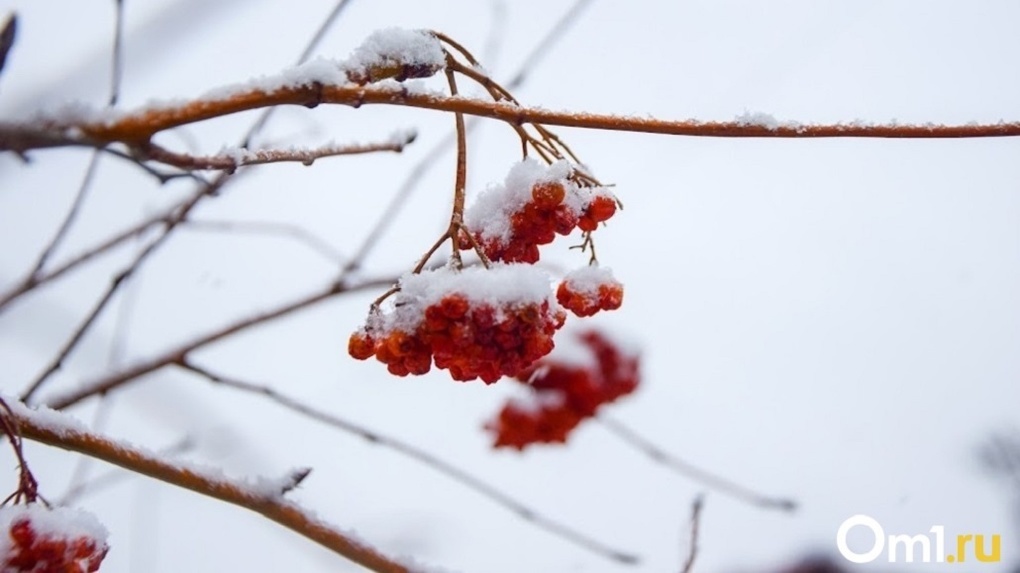 Ждать аномальных сюрпризов? Синоптики опубликовали прогноз на грядущую зиму в Омской области