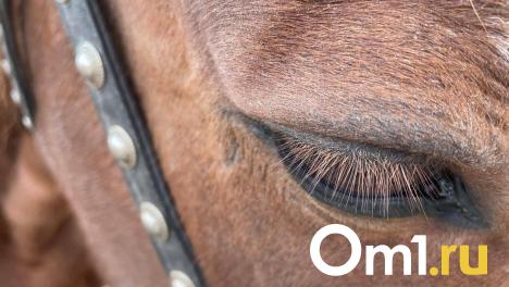 Лошади сбили с толку омских автомобилистов