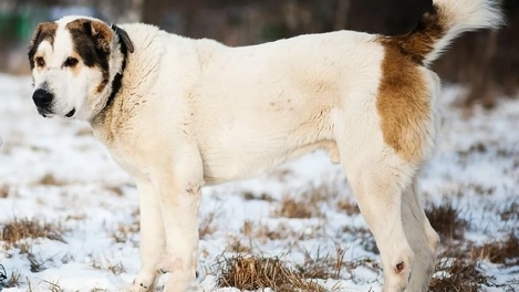 «Не успели добежать до дома, он кинулся»: алабай держит в страхе деревню под Новосибирском
