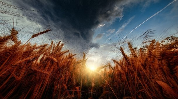 Минсельхозу Новосибирской области рекомендуют подготовить обращение в Правительство РФ за поддержкой