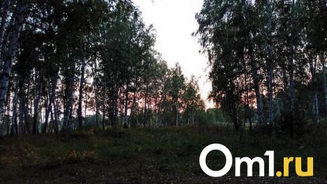 Омич нашёл в лесу гриб-гигант
