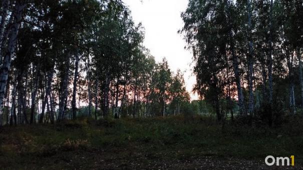 Омич нашёл в лесу гриб-гигант