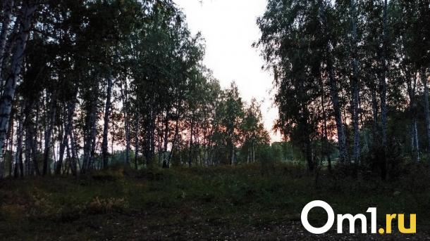 Омич нашёл в лесу гриб-гигант