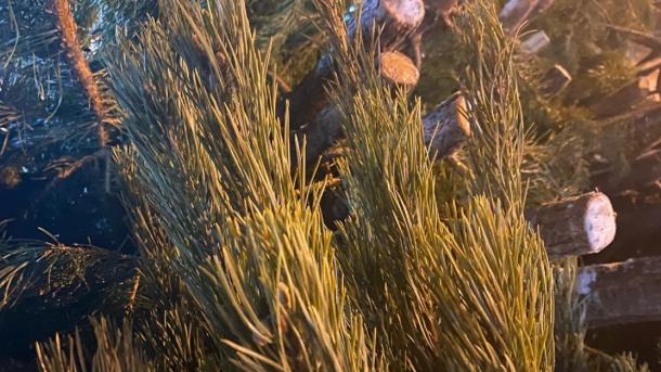 Стало известно, сколько елей к Новому году заготовят лесоводы в Новосибирске