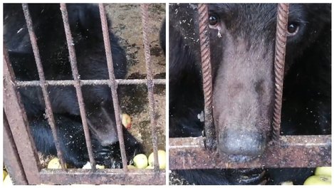 Назвали Вагнер и Топтыжка: как сложилась судьба спасённых новосибирских медвежат