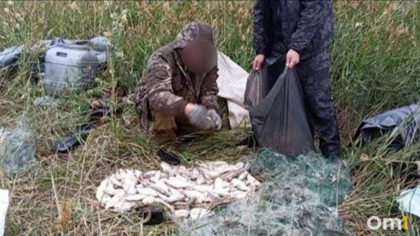 Двое омичей выловили из озера пеляди на миллион рублей
