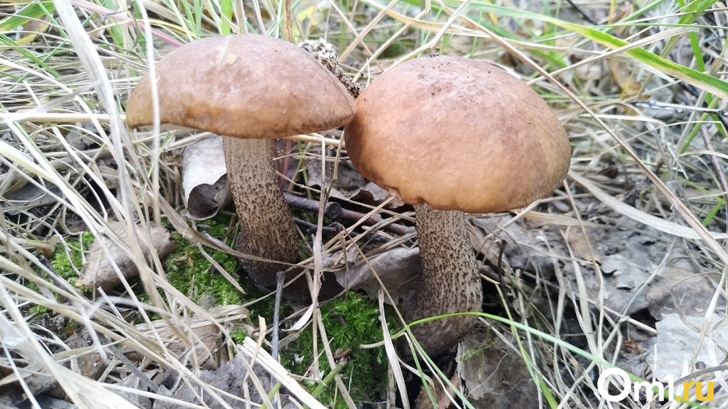 Ядовитая поганка или король-боровик: какой ты гриб из сибирского леса
