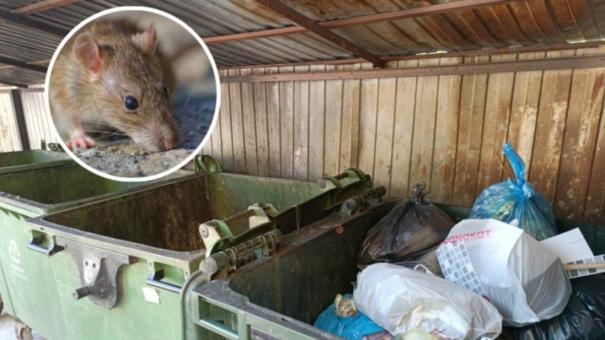 Прокуратура заставила мэрию начать борьбу с крысами в центре Новосибирска