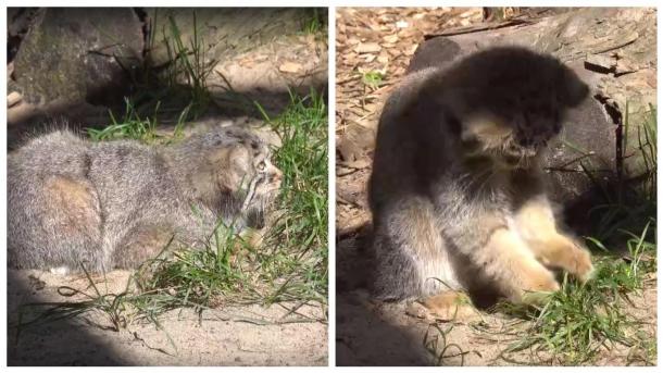 Котята манула устроили шоу для посетителей Новосибирского зоопарка