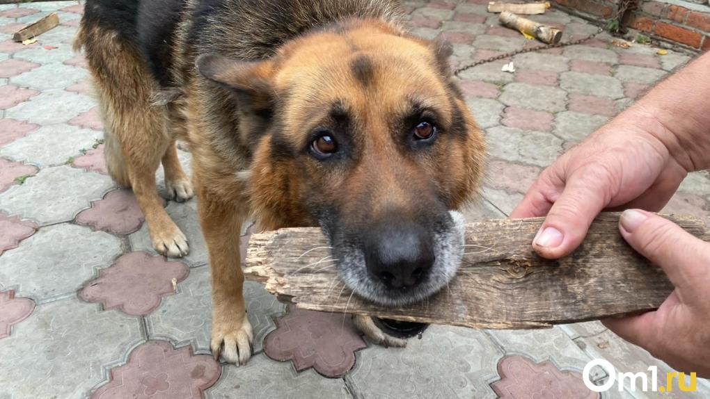 Убивает питомцев. Жители Омской области пожаловались на агрессивную собаку