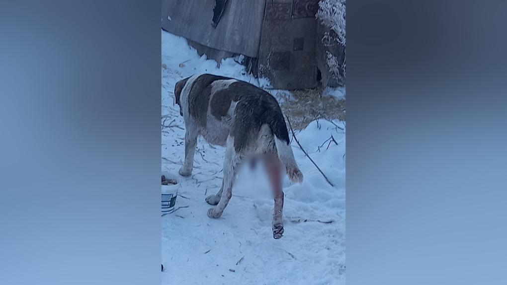 Собаку с израненным половым органом пытаются спасти новосибирские волонтёры