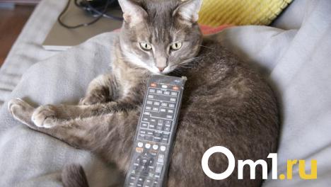 На этой неделе часть омичей не смогут посмотреть телевизор