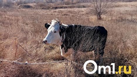 В Омске пройдёт масштабная сельскохозяйственная выставка