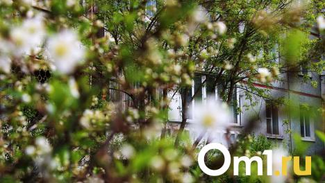 Цветущий Омск: 18 ярких фотографий с благоухающих омских улиц