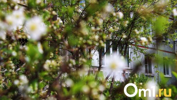 Цветущий Омск: 18 ярких фотографий с благоухающих омских улиц