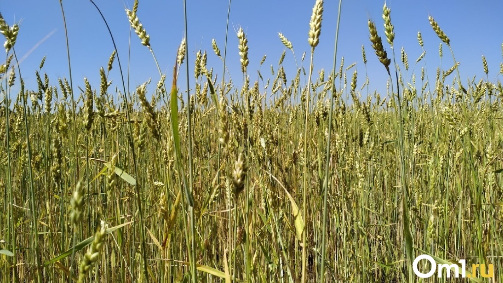 Для сдерживания роста цен из Омской области запретили вывоз зерна в Казахстан