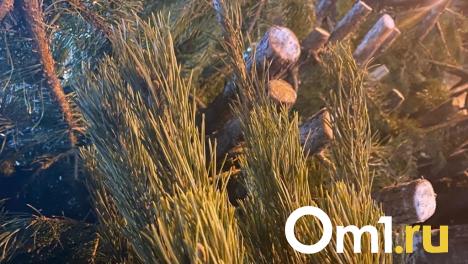 В Омской области к Новому году заготовят в два раза больше сосен