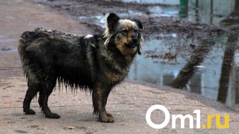 За год в Омске стало больше бродячих собак
