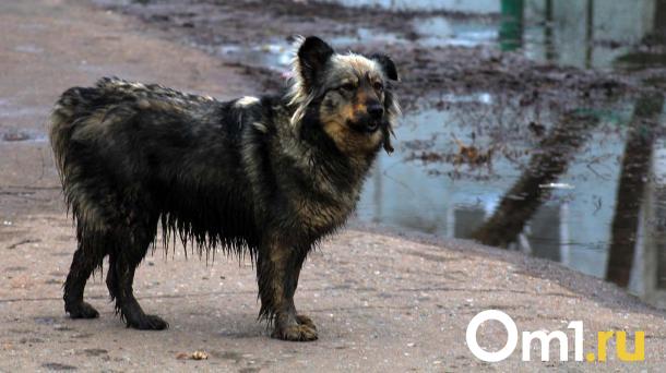 За год в Омске стало больше бродячих собак