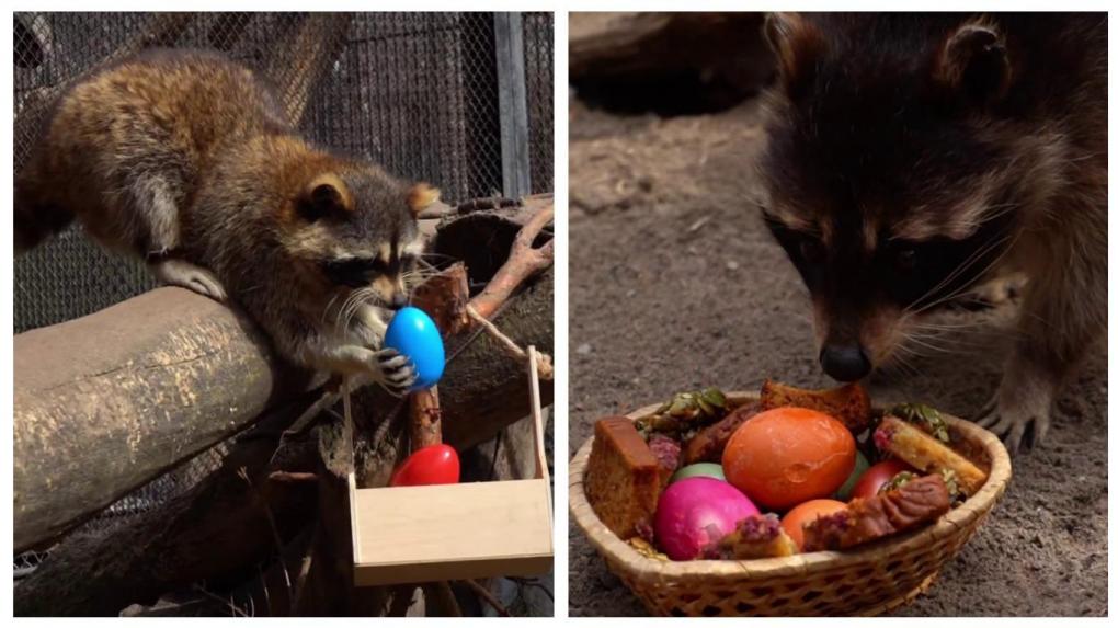 Енотов угостили пасхальными яйцами в Новосибирском зоопарке