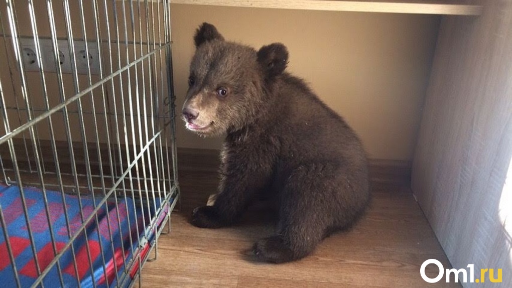 Жалко мишек: в Омской области предлагают добывать бурых медведей