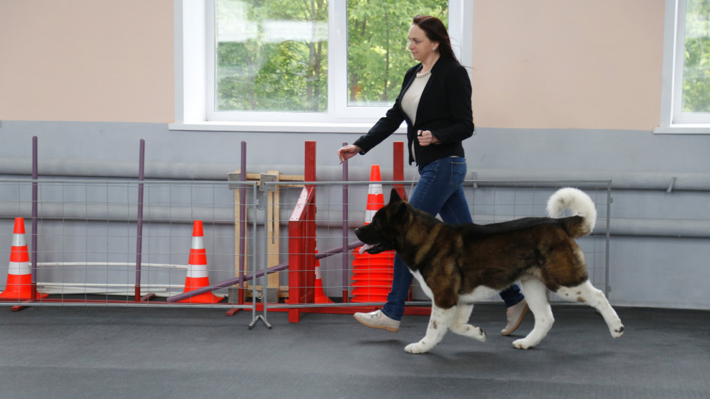 В Омске открыли спецшколу для собак