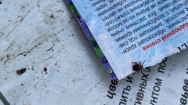 Больше трети пойманных клещей в Новосибирской области оказались переносчиками боррелиоза
