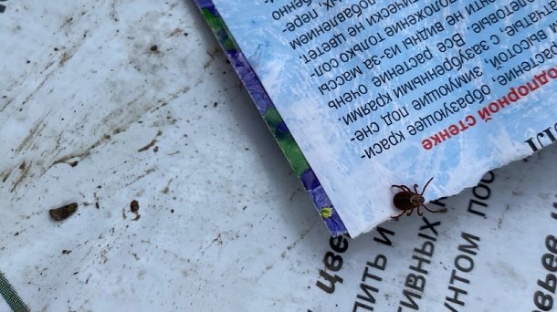 Больше трети пойманных клещей в Новосибирской области оказались переносчиками боррелиоза