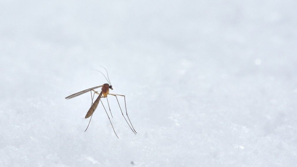 Энтомолог сообщил, когда в Новосибирске начнётся комариный сезон