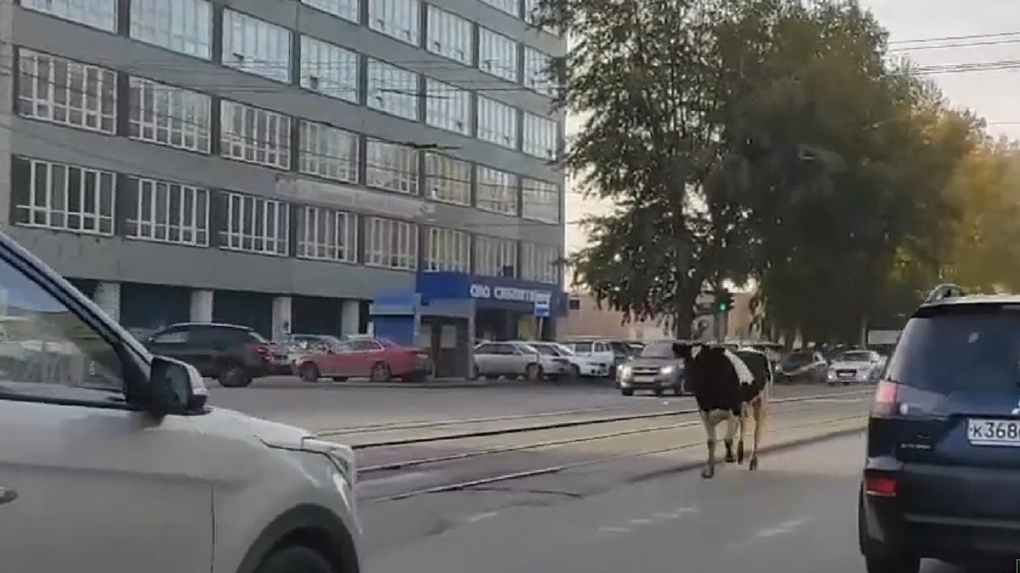 «Побежал искать тёлочку»: бык на проезжей части шокировал новосибирских водителей