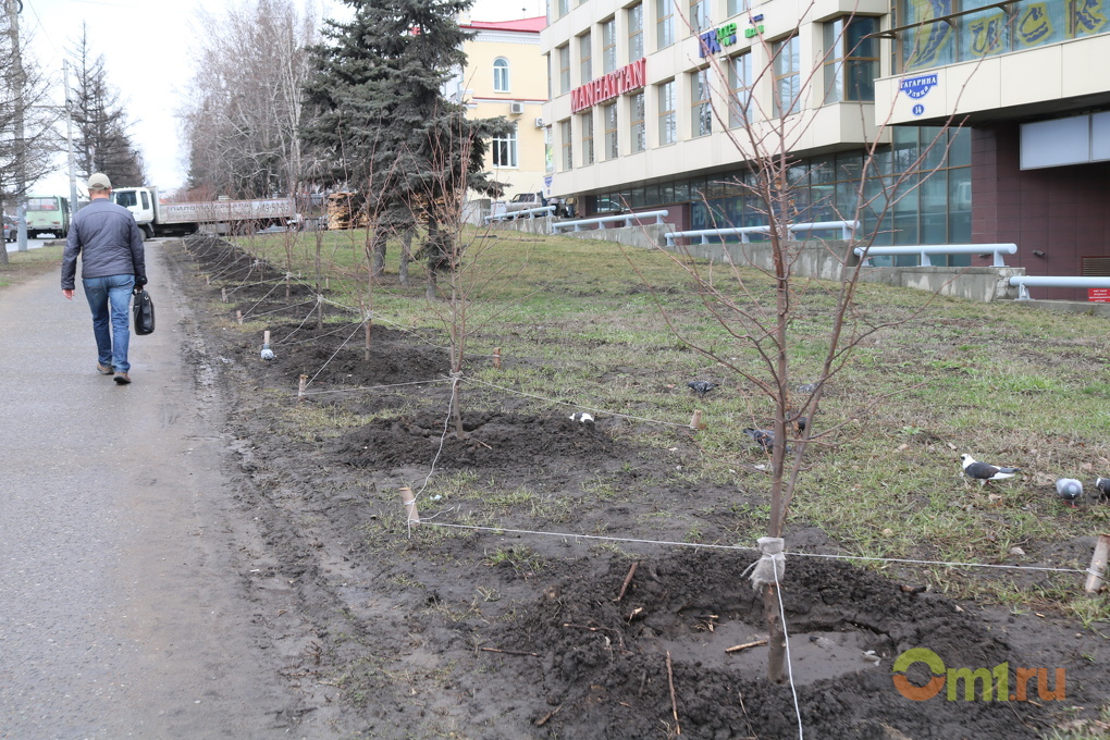 Купить Дерево В Омске