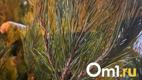 Вандалы спилили сосну в центре Омска