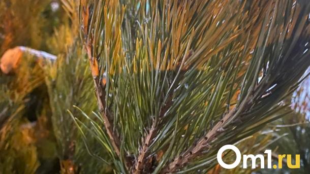 Вандалы спилили сосну в центре Омска