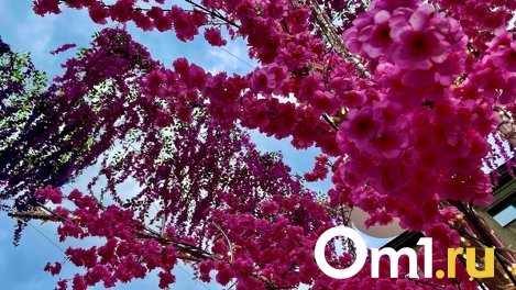 Облачные выходные: какая погода будет в Новосибирске на День города