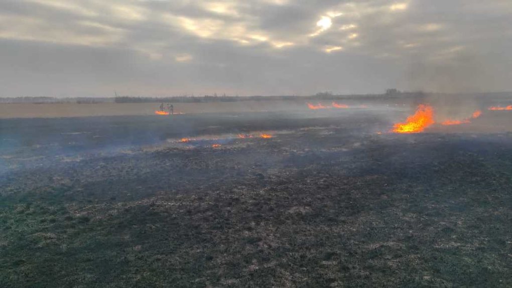 В Омской области произошли первые два лесных пожара